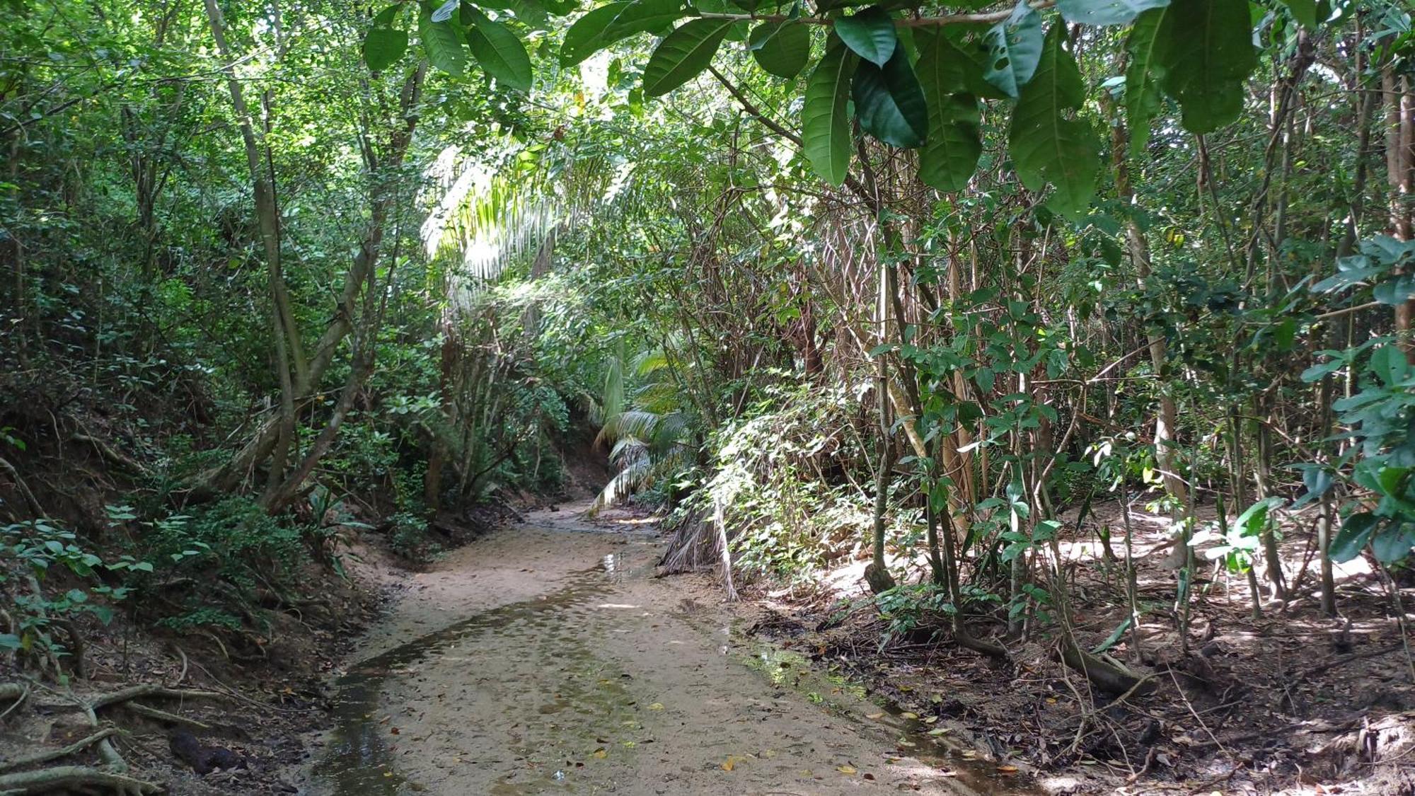 Rooster Run Glamping Camping Has Rooftop And Off The Ground Glamping Experience For 1 To 16 In A Single Tent And Views Of The Rain Forrest And To Culebra Across The Atlantic Ocean W Tents, Linens, Deluxe Air Beds, Warm Shower And More At A Great Pric Vieques Exterior photo