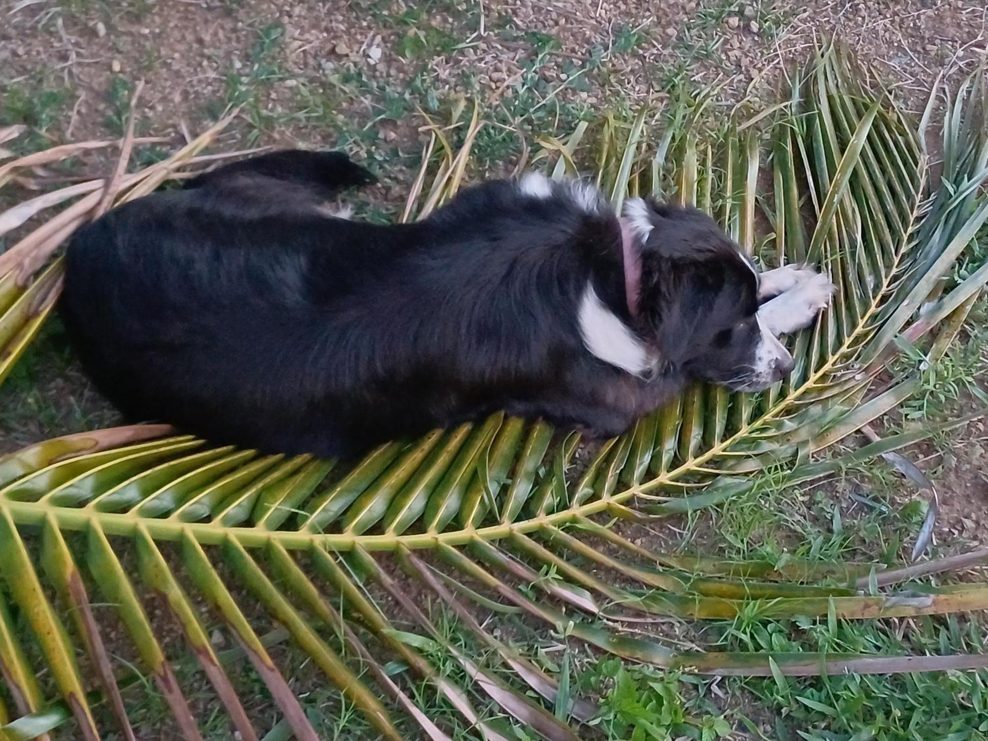 Rooster Run Glamping Camping Has Rooftop And Off The Ground Glamping Experience For 1 To 16 In A Single Tent And Views Of The Rain Forrest And To Culebra Across The Atlantic Ocean W Tents, Linens, Deluxe Air Beds, Warm Shower And More At A Great Pric Vieques Exterior photo