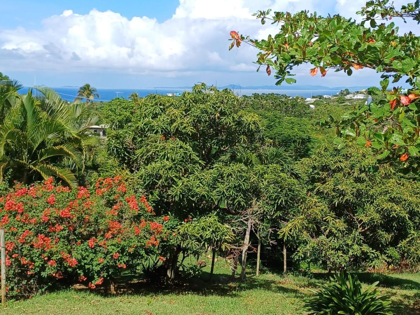 Rooster Run Glamping Camping Has Rooftop And Off The Ground Glamping Experience For 1 To 16 In A Single Tent And Views Of The Rain Forrest And To Culebra Across The Atlantic Ocean W Tents, Linens, Deluxe Air Beds, Warm Shower And More At A Great Pric Vieques Exterior photo